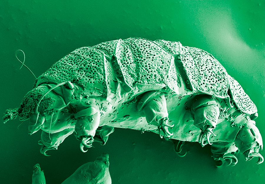 tardigrade