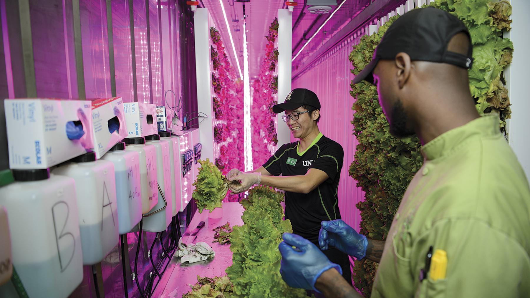 Diamond Eagles Garden at Mean Green Acres Hydroponic Farm