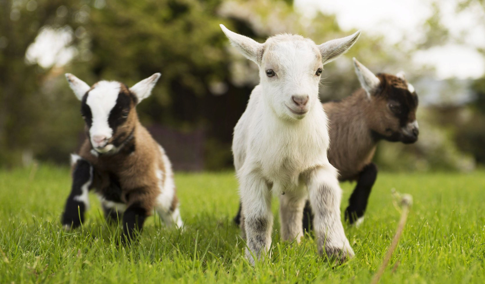 Three baby goats