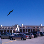 Pterodactyl image 5