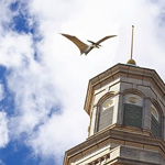 Pterodactyl image 8