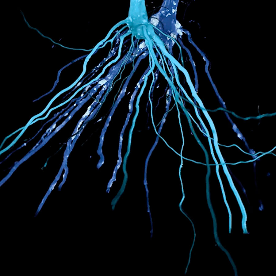 Dornith-Doherty-Roundabout-Circuition