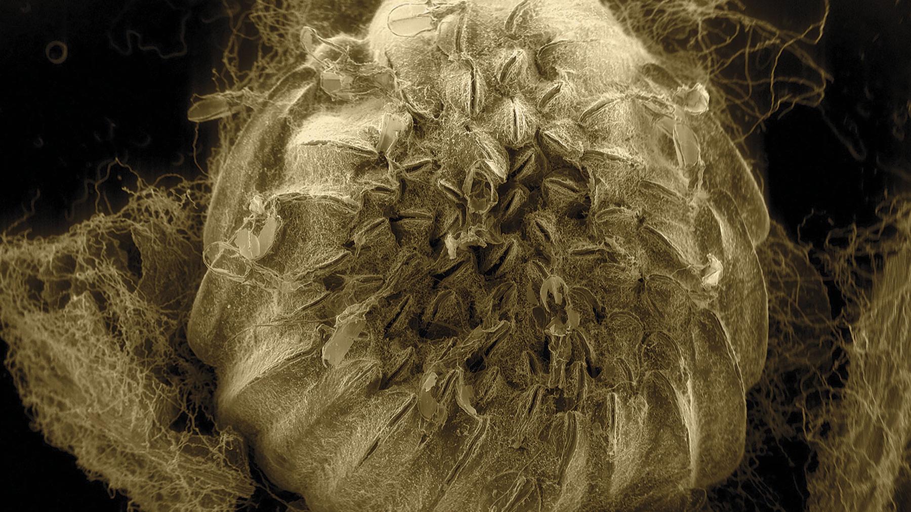 Dornith Doherty phylloxera